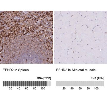 Anti-EFHD2 antibody produced in rabbit Prestige Antibodies&#174; Powered by Atlas Antibodies, affinity isolated antibody, buffered aqueous glycerol solution