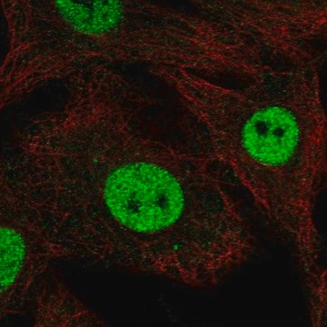 Anti-RFWD3 antibody produced in rabbit Prestige Antibodies&#174; Powered by Atlas Antibodies, affinity isolated antibody