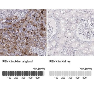 Anti-PENK antibody produced in rabbit Prestige Antibodies&#174; Powered by Atlas Antibodies, affinity isolated antibody, buffered aqueous glycerol solution