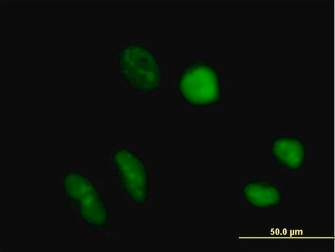 Anti-TRUB1 antibody produced in mouse IgG fraction of antiserum, buffered aqueous solution