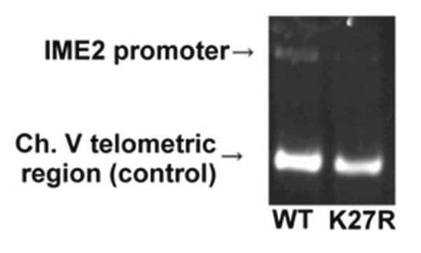 Anti-acetyl-Histone H3 (Lys27) Antibody, Trial Size serum, Upstate&#174;