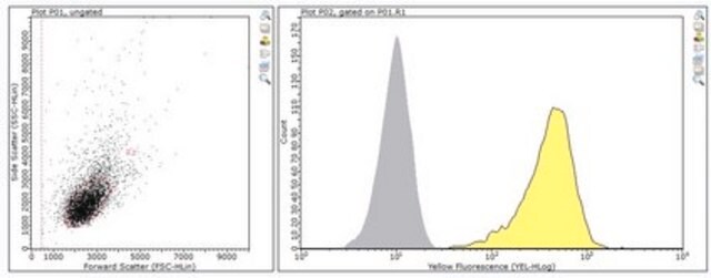 Anti-NKR-P1G Antibody, clone ADA3 clone ADA3, from hamster(Armenian)