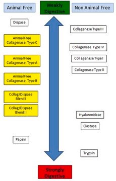 Colagenasa de origen no animal, Tipo B Animal Free Collagenase, Type B, is designed to have collagenase and secondary proteases similar to Types II collagenase.