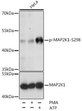 Anti-Phospho-MAP2K1-S298 antibody produced in rabbit