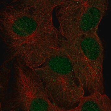 Anti-Fam228A Antibody Produced In Rabbit Prestige Antibodies&#174; Powered by Atlas Antibodies, affinity isolated antibody, buffered aqueous glycerol solution