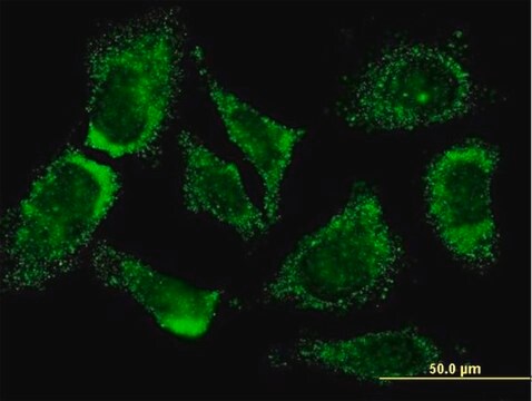 Monoclonal Anti-MOGAT3 antibody produced in mouse clone 3F7, purified immunoglobulin, buffered aqueous solution