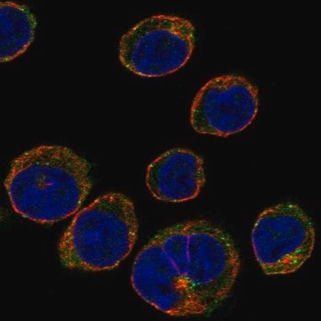 Anti-Stam Antibody Produced In Rabbit Prestige Antibodies&#174; Powered by Atlas Antibodies, affinity isolated antibody, buffered aqueous glycerol solution