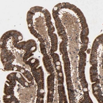 Anti-GLOD5 antibody produced in rabbit Prestige Antibodies&#174; Powered by Atlas Antibodies, affinity isolated antibody, buffered aqueous glycerol solution