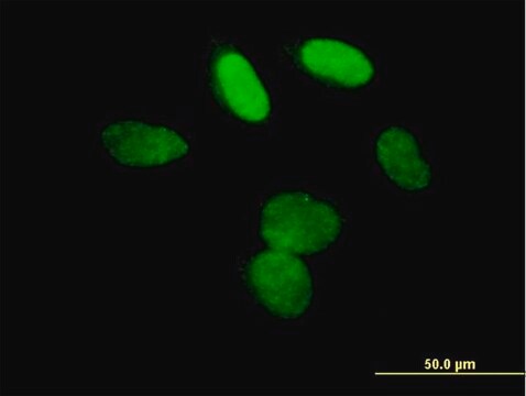 Anti-L3MBTL3 antibody produced in mouse IgG fraction of antiserum, buffered aqueous solution