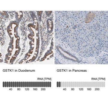 Anti-GSTK1 antibody produced in rabbit Prestige Antibodies&#174; Powered by Atlas Antibodies, affinity isolated antibody, buffered aqueous glycerol solution