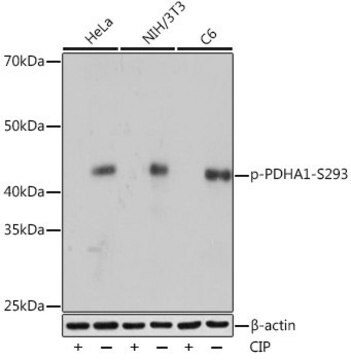 Anti-Phospho-PDHA1-S293 antibody produced in rabbit