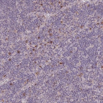 Anti-FCER1A antibody produced in rabbit Prestige Antibodies&#174; Powered by Atlas Antibodies, affinity isolated antibody