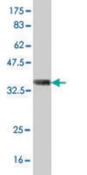 Monoclonal Anti-GGPS1 antibody produced in mouse clone 1C3, purified immunoglobulin, buffered aqueous solution