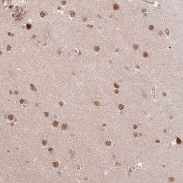 Anti-HAUS3 antibody produced in rabbit Prestige Antibodies&#174; Powered by Atlas Antibodies, affinity isolated antibody, buffered aqueous glycerol solution