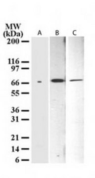 Anti-&#916;Np73 Mouse mAb (38C674) liquid, clone 38C674, Calbiochem&#174;