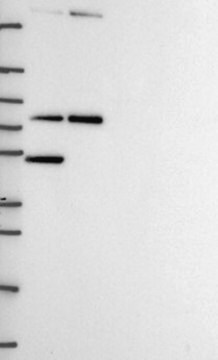 Anti-MTA2 antibody produced in rabbit Prestige Antibodies&#174; Powered by Atlas Antibodies, affinity isolated antibody, buffered aqueous glycerol solution