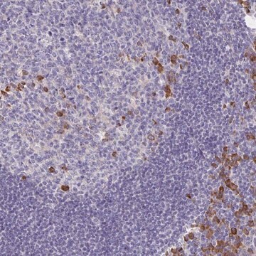 Anti-BAD antibody produced in rabbit Prestige Antibodies&#174; Powered by Atlas Antibodies, affinity isolated antibody, buffered aqueous glycerol solution