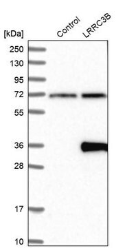 Anti-LRRC3B antibody produced in rabbit Prestige Antibodies&#174; Powered by Atlas Antibodies, affinity isolated antibody, buffered aqueous glycerol solution