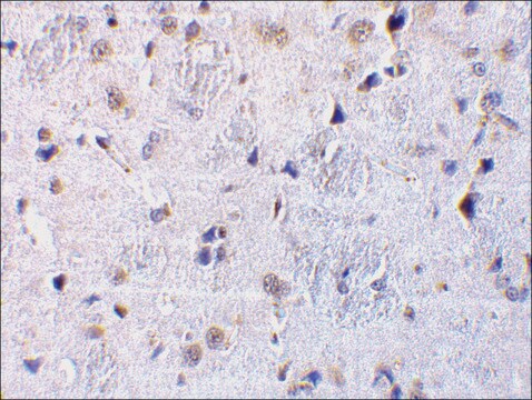 Anti-CTRP7 (ab2) antibody produced in rabbit affinity isolated antibody, buffered aqueous solution