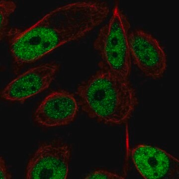 Anti-ZNF473 antibody produced in rabbit Prestige Antibodies&#174; Powered by Atlas Antibodies, affinity isolated antibody