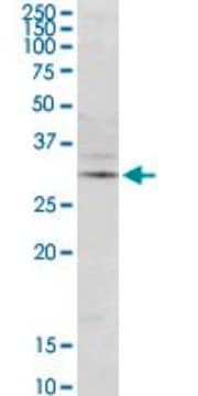 Monoclonal Anti-DERL1 antibody produced in mouse clone 1B9, purified immunoglobulin, buffered aqueous solution