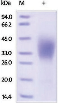 CD58/LFA-3 human recombinant, expressed in HEK 293 cells, &#8805;95% (SDS-PAGE)