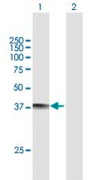 Anti-MRM1 antibody produced in mouse purified immunoglobulin, buffered aqueous solution