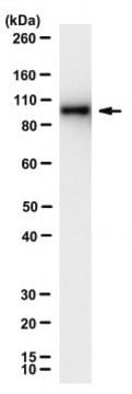 Anti-RdRp R2 of SARS-CoV Antibody, clone 3H2