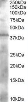 Anti-PAN ADH antibody produced in goat affinity isolated antibody, buffered aqueous solution