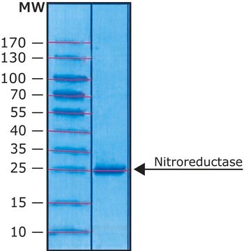 ニトロレダクターゼ 大腸菌由来 &#8805;90% (SDS-PAGE), recombinant, expressed in E. coli