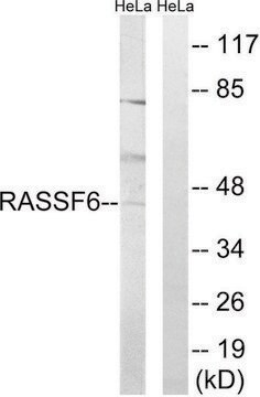 Anti-RASSF6 antibody produced in rabbit affinity isolated antibody