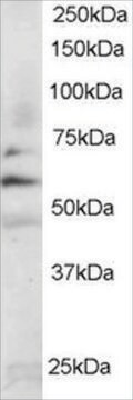 Anti-FYN antibody produced in goat affinity isolated antibody, buffered aqueous solution