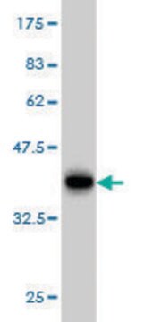 Monoclonal Anti-ERH antibody produced in mouse clone 1H4, purified immunoglobulin, buffered aqueous solution