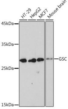 Anti-GSC Antibody, clone 6M7M6, Rabbit Monoclonal