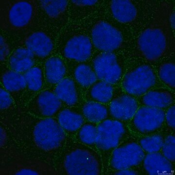 Anti-Alpha-Catenin Antibody, clone 1G5 clone 1G5, from mouse