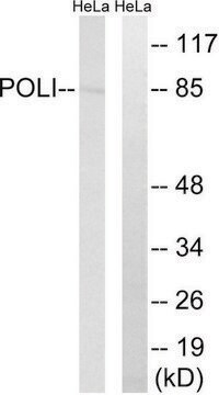 Anti-POLI antibody produced in rabbit affinity isolated antibody