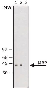 Monoclonal Anti-Maltose Binding Protein&#8722;Alkaline Phosphatase antibody produced in mouse clone MBP-17, purified immunoglobulin, buffered aqueous glycerol solution