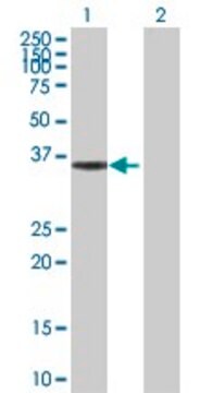 Anti-HMGCL antibody produced in rabbit purified immunoglobulin, buffered aqueous solution