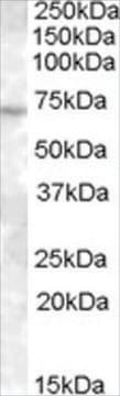 Anti-ABCE1/ RNase L Inhibitor antibody produced in goat affinity isolated antibody, buffered aqueous solution