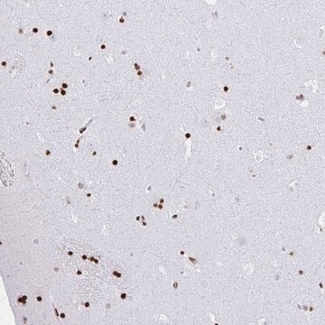 Anti-ZNF280C antibody produced in rabbit Prestige Antibodies&#174; Powered by Atlas Antibodies, affinity isolated antibody, buffered aqueous glycerol solution