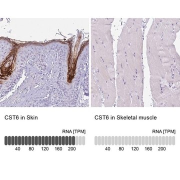 Anti-CST6 antibody produced in rabbit Prestige Antibodies&#174; Powered by Atlas Antibodies, affinity isolated antibody, buffered aqueous glycerol solution