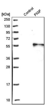 Anti-VEGFD antibody produced in rabbit Prestige Antibodies&#174; Powered by Atlas Antibodies, affinity isolated antibody, buffered aqueous glycerol solution