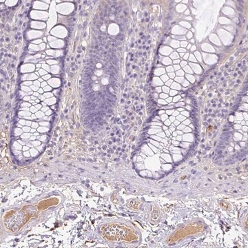 Anti-CLEC3B antibody produced in rabbit Prestige Antibodies&#174; Powered by Atlas Antibodies, affinity isolated antibody, buffered aqueous glycerol solution