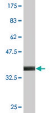 Monoclonal Anti-TOPORS antibody produced in mouse clone 5G9, purified immunoglobulin, buffered aqueous solution