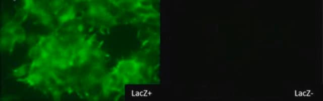 Colorant BioTracker&nbsp;519&nbsp;Green &#946;-Gal Live cell imaging dye for &#946;-galactosidase (&#946;-gal) used to detect LacZ reporter gene expression and cellular senescence (SA-&#946;-gal).