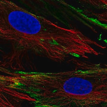 Anti-PXDC1 antibody produced in rabbit Prestige Antibodies&#174; Powered by Atlas Antibodies, affinity isolated antibody