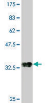 Monoclonal Anti-POU3F2, (N-terminal) antibody produced in mouse clone 1H5, purified immunoglobulin, buffered aqueous solution