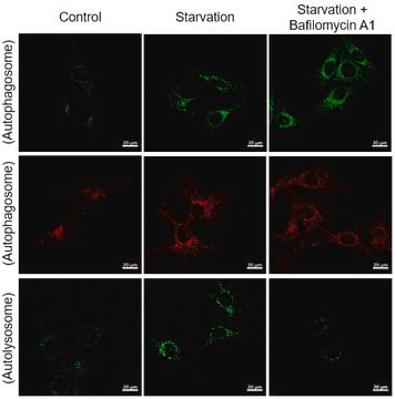 BioTracker&#8482; Red pH-Independent Autophagy Live Cell Probe