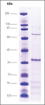 MAX dimerization protein 1 (MAD) human recombinant, expressed in E. coli, &#8805;80% (SDS-PAGE)