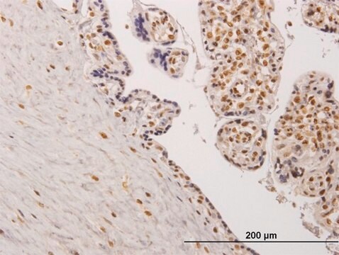 Monoclonal Anti-TESK2, (C-terminal) antibody produced in mouse clone 5H4, purified immunoglobulin, buffered aqueous solution